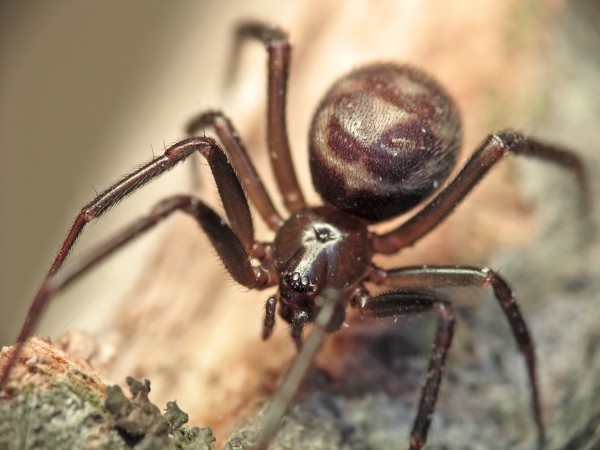 Have your yard sprayed for spiders.